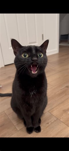 Captivating Cat Meowing Video