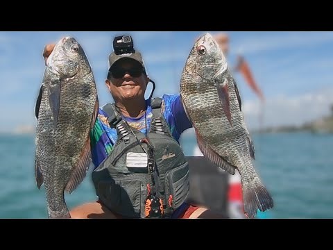 This Bait Works Every Time, Catching Black Drum And Sheepshead With Live Shrimp In Florida