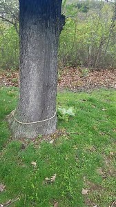 Lake of the Ozarks Eagles on Reels