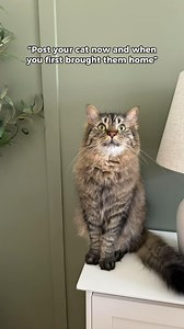 Tony ❤ #cat #cutecat #catlovers #tabbycat #funnycat | Tony the tabby cat