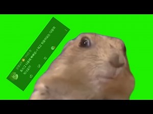 | 놀라는 다람쥐 밈 크로마키 공유 | squirrel meme TAN TAN TAAAAN green screen |
