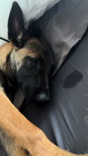Belgian Malinois vs German Shepherd: Ultimate Comparison