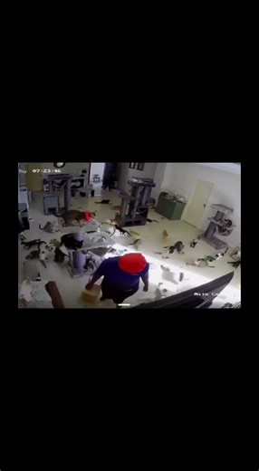 ⚡ Cat Panic Chain Reaction #shorts #funny #animals #animaux #cat #catreaction