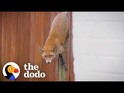Feisty Fox Stuck On A Fence Gets A Second Chance In The Wild | The Dodo