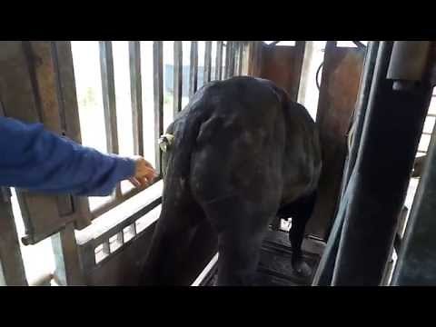 Scintex Electric Cattle Immobiliser