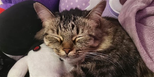 Celebrating National Cat Day!