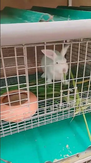 Best rabbit cage design for collection of urine and poop for organic farming.