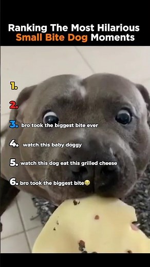 Ranking The Funniest Small Dog Bite Moments 😂 (Wait For #1) #shorts