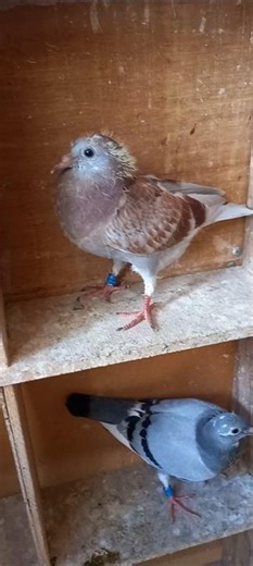 20 to 28 Day Old Racing Pigeons 🏁 #pigeonracing #shortvideo #birds