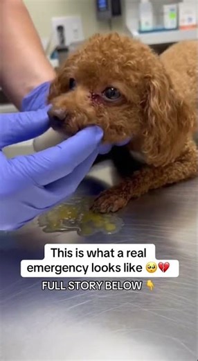 This is what a real emergency looks like 🥺💔