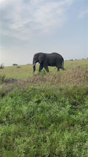 #queenelizabethnationalpark #ugandawildlifesafari #africansafari #elephantsighting #wildlifeexperience #naturelovers #safariadventure #exploreuganda #wildlifephotography #ecotourism #travelafrica… | Turkana Wildlife Safaris