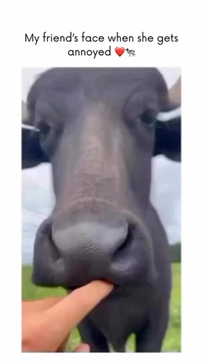 Tasin on Instagram: "I bet you didn’t know this about cow faces! 🐄 Each cow has a unique face, just like human fingerprints! 👀 They can recognize up to 50 other #cows by sight. 🧠 Cows use facial expressions to communicate their moods. 😊😠 Their big, expressive eyes can melt your heart. 💖 Cows have some of the most recognizable and memorable faces on the farm! 🐮 Post by @adorable_cow1"