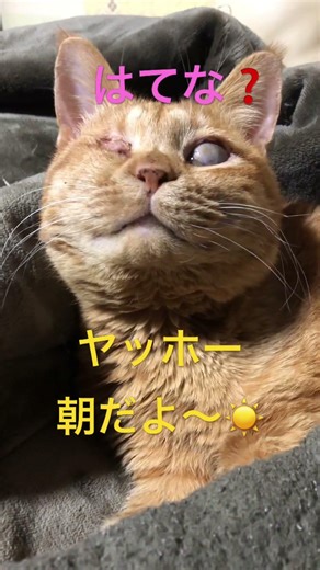 #おはよう #朝活 #ねこ #かわいい猫 #cat #cute #shear #song #shorts #チャンネル登録お願いします #チャンネル登録者数100万人になる #保護猫 #猫のいる生活