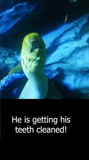 Little Mermaid Eel #littlemermaid #eel #animals