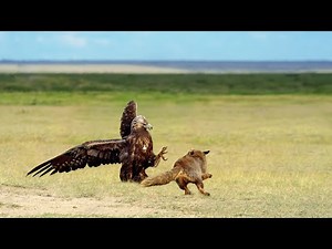 Golden Eagle Attacks Fox In The Wild
