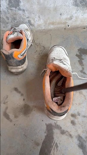 How a snake opened its mouth from inside the shoe and started biting 😳Beware those wearing shoes ...