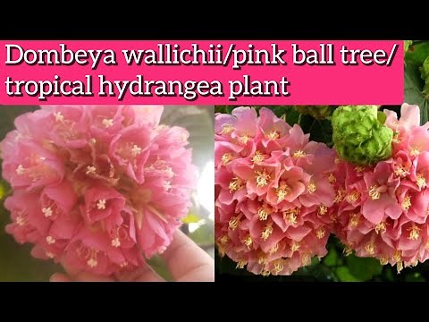 Dombeya plant care, How to grow and care Dombeya wallichii/pink ball tree/tropical hydrangea plant