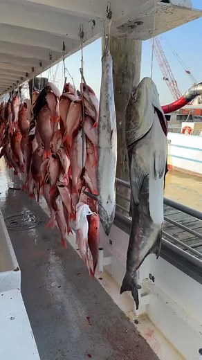 Williams Party Boats on Reels