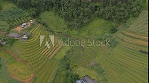 Aerial top view of fresh paddy rice terraces, green agricultural fields in countryside or rural area of Mu Cang Chai, mountain hills valley in Asia, Vietnam. Nature landscape background. vídeo do Stock
