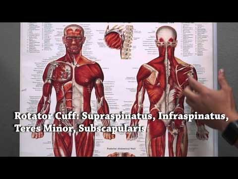 Alternatives To Rotator Cuff Surgery | Full vs Partial Tears | UYP