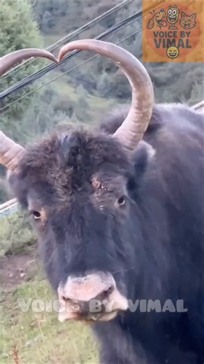 18K views · 485 reactions | Tamil comedy dubbing part 358 | #funnyanimals 殺 laughter therapy ❤️ | Voice by vimal | Facebook