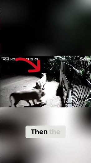 Dogs Face Two Lions at the Gate… No One Expected This! 🦁🐕