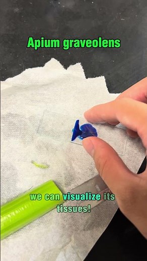 Celery Cell Under Microscope (#botany)