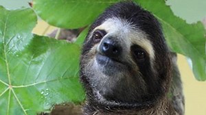 Baby Sloths frolic around Costa Rican rescue centre