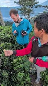Darjeeling. We went to live on the tea plantations. Episode 12 #shorts