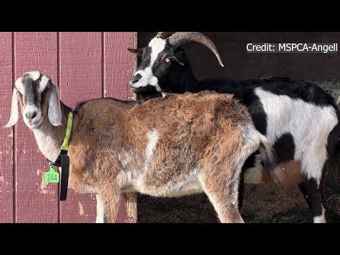 Cloa's Ark owner hires attorney in MSPCA's animal cruelty investigation