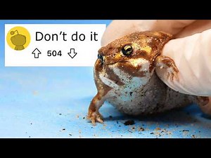 I bought the 'illegal' Fat Frogs (60 day journey)