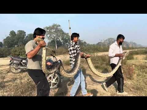 Indian rock python rescue #snake #python #snake #viral 