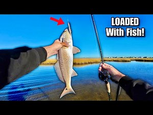 Sight Fishing for Redfish with TOPWATER Lures!