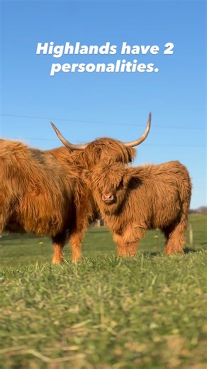 3.4K views · 3.9K reactions | True story!  #millcreekfarmstn #tennessee #cookevilletn #highlandcattle #tennesseecattle #farmvisit #tnagritourism #womanfarmer | Mill Creek Farms | Facebook