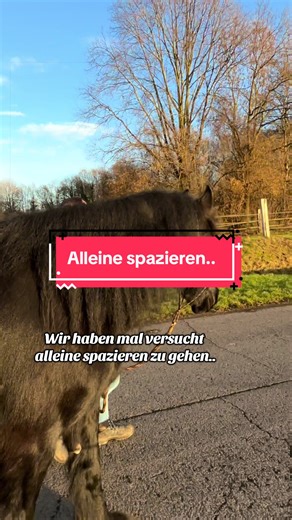 Mit „alleine“ ist übrigens ohne andere Pferde gemeint. Sind zwar noch nie so weit gelaufen „alleine“, aber es ist auf jeden Fall ausbaufähig🤷🏻‍♀️🤣🖤 #friese #Horsetok #pferdecomedy #pferde #tiere