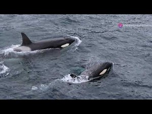 The difference between orca and a dolphin