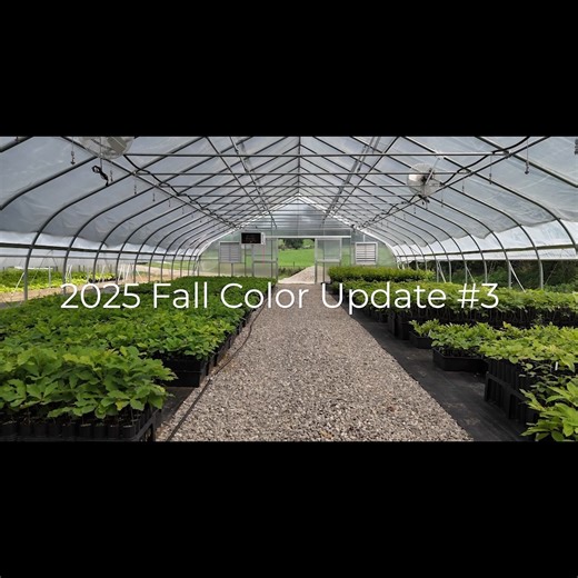 Ohio Department of Natural Resources Division of Forestry's fall color forester David Parrott and ODNR's Josiah Wade are back with updates about fall color popping up all of the state! 🍂🍁 Our third fall color update showcases vibrant hues of fall colors across Ohio, especially in northeast Ohio. Josiah and David talk about our Buckeye State Tree Nursery, fire safety and where to see fall color. Also, David would make a great tree dad! 🌳 🌲🍃 Learn about the nursery and it's goal of cultivatin