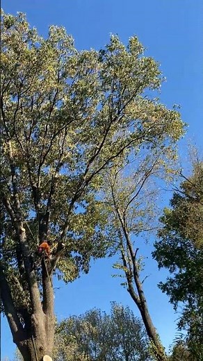 Cleveland TX's Best Tree Removal Service