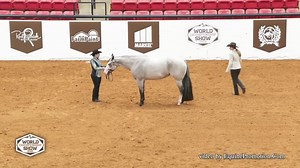 Shocka Locka Lazy •2019 APHA Mare •15.2 H “Kena” has the pretty and the movement that catches the judges eye. She has a proven record with a total of 213 points in the pleasure, showmanship, & halter. She is suitable for any level rider as she has been shown in the open, youth, & novice youth divisions. Kena is also a showmanship machine. Come check her out before it’s too late!! For more information please contact Mark Harrell at 618-407-3221. Visit our website www.markharrellequinemarketing.co