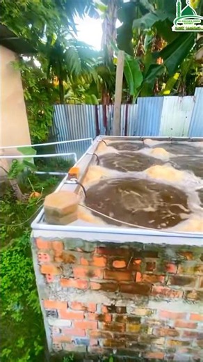 Farming Red Tilapia in a Brick and Cement Tank 🐟 Al-Baraka Agro Report
