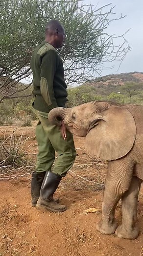 Babies Elephants Find Comfort in Caregivers