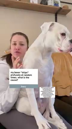 401K views · 10K reactions | Just a few causes of urinary incontinence ❤️ I’ll include extra resources and info in the comments. I hope this helps point you in the right direction if your fur baby is dealing with this #doghealth #whiteboxer #boxerdog #urinarytracthealth #uti #urinaryincontinence #dogwellness #dogtips | Layla the Boxer | Facebook