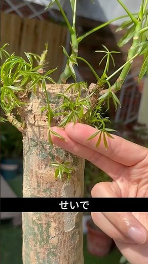 [99% of people don't know this] The reason why your Pachira plant stays sparse forever... You can...