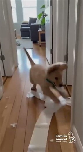 🤣🐶 Puppy runs around the house with toilet paper everywhere.