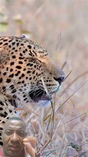 Look at this beautiful close-up image of a leopard.