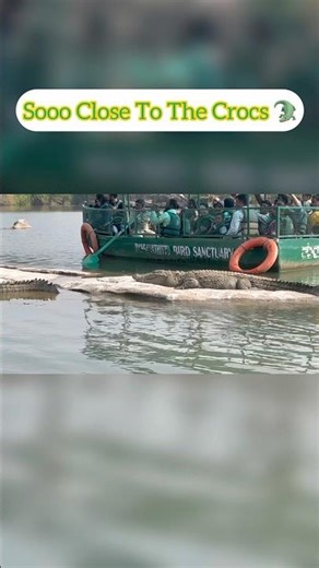 Ranganathittu: Bird Sanctuary or CROC Sanctuary? You DECIDE! 🤯