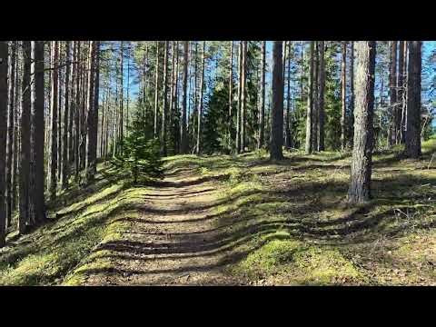 4K Cinematic: Rauhoittava metsäkävely Joensuun luonnossa | ASMR & Relaxing