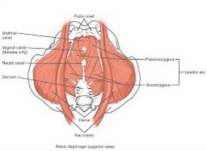 Girlfriend's Guide to Kegel Balls