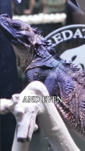 You Can Actually Own These Creatures #exotic #pets #reptiles