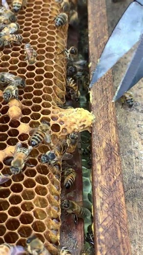 Queen Cell Eliminating 🐝👑 | Bees Control Their Colony #Shorts